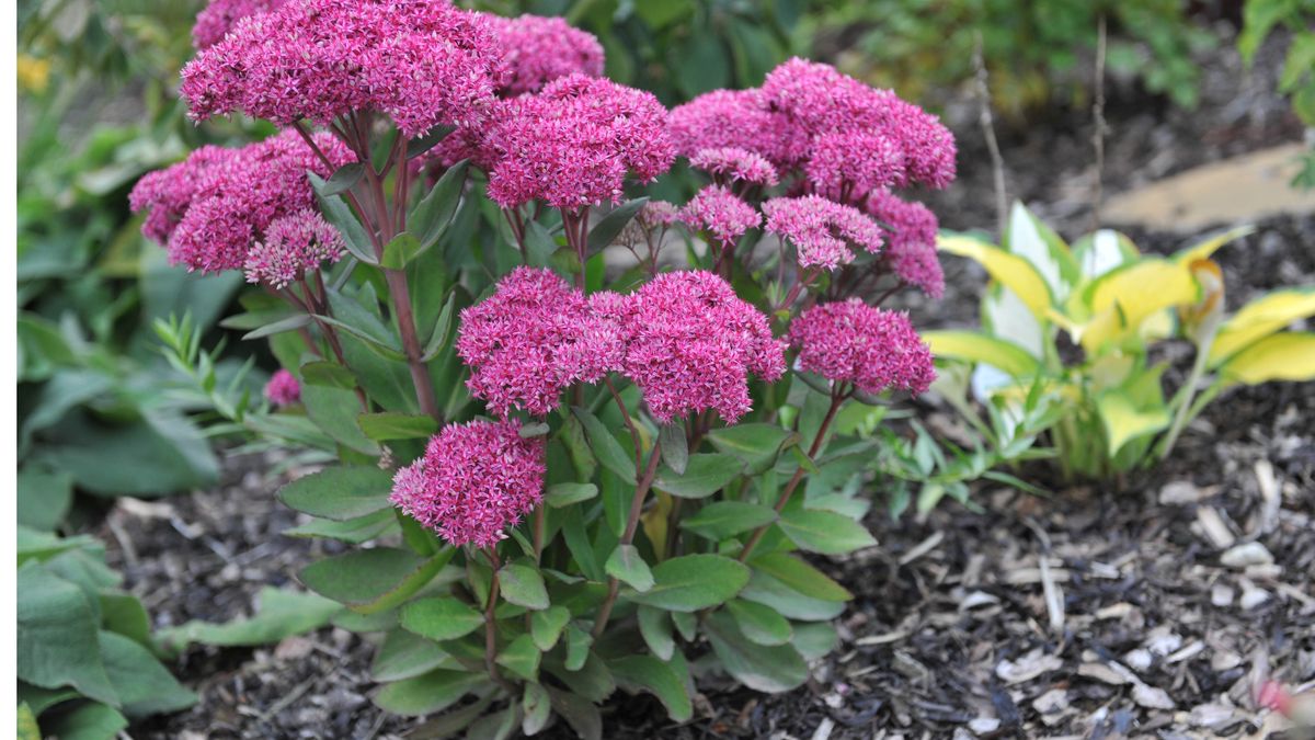 9 plants that can grow on rocks | Tom's Guide