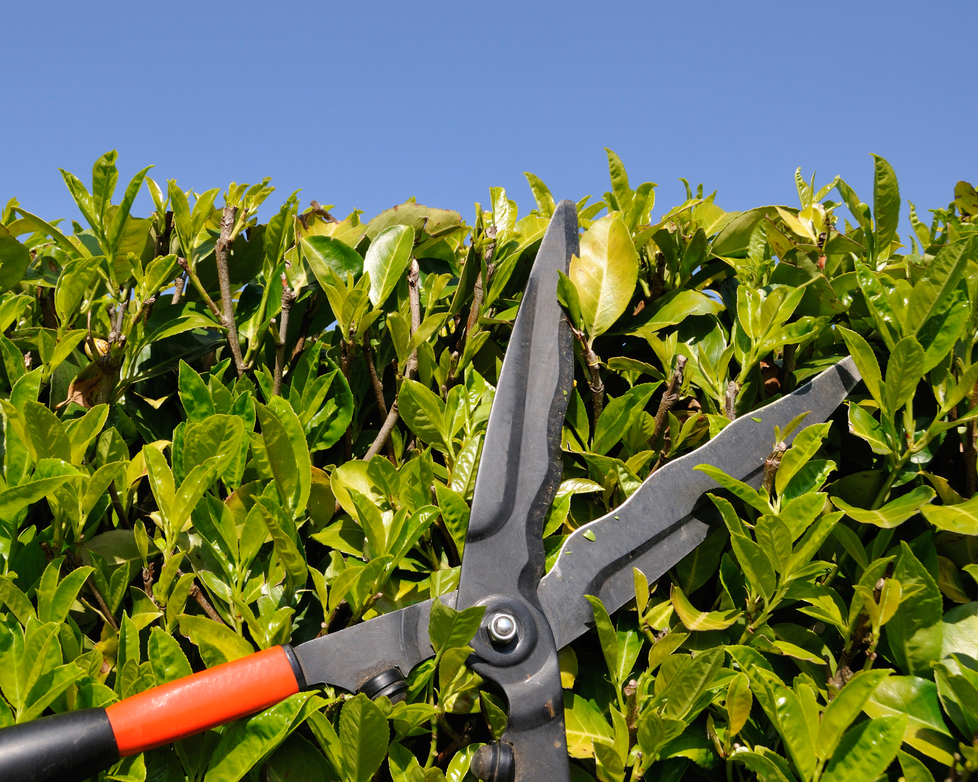 shears being used to prune laurel hedge