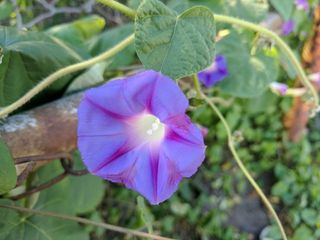 Google Pixel macro flower sample