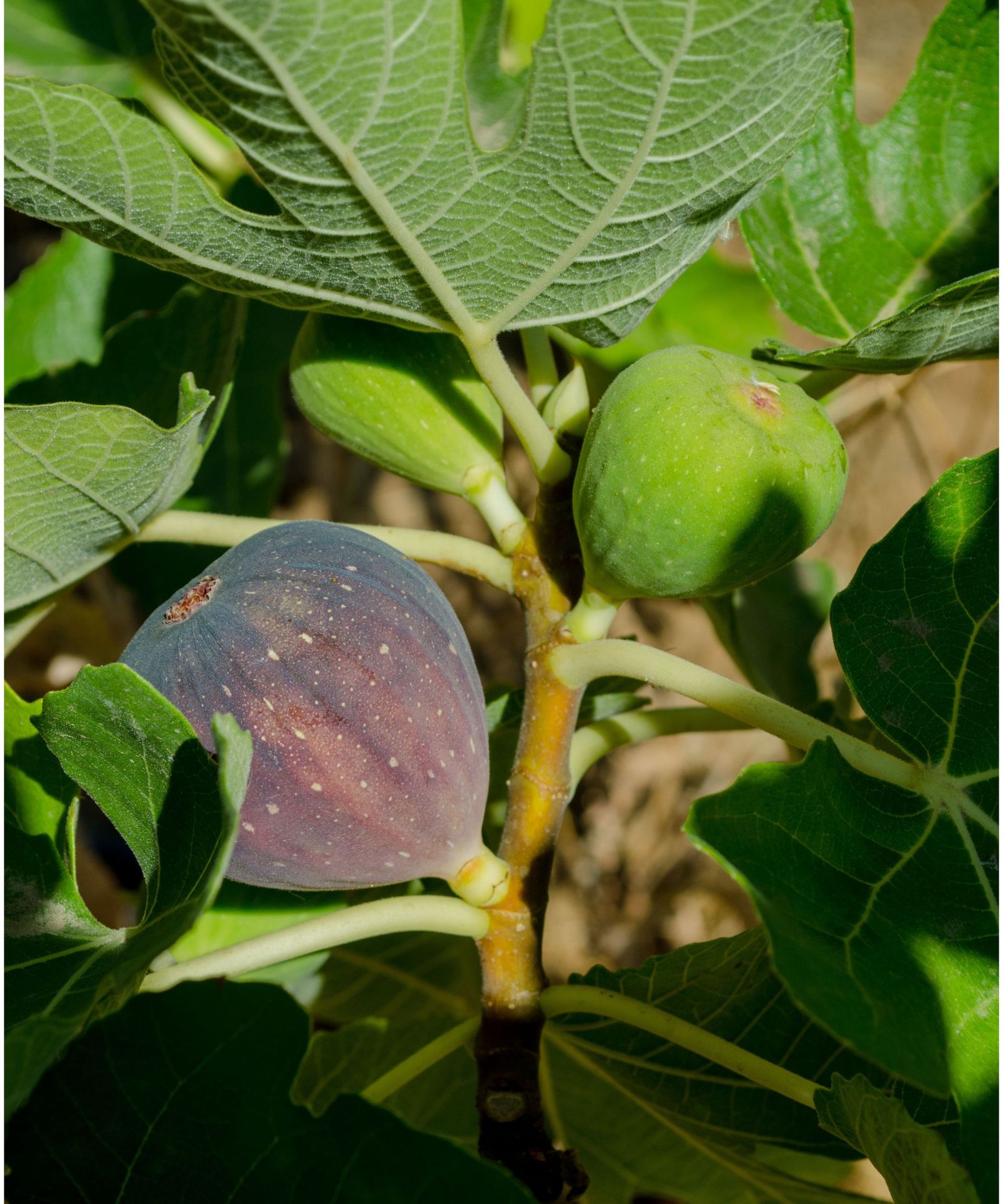 The best fig trees: to grow indoors and out | Homes & Gardens