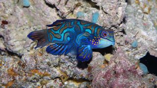 Mandarinfish