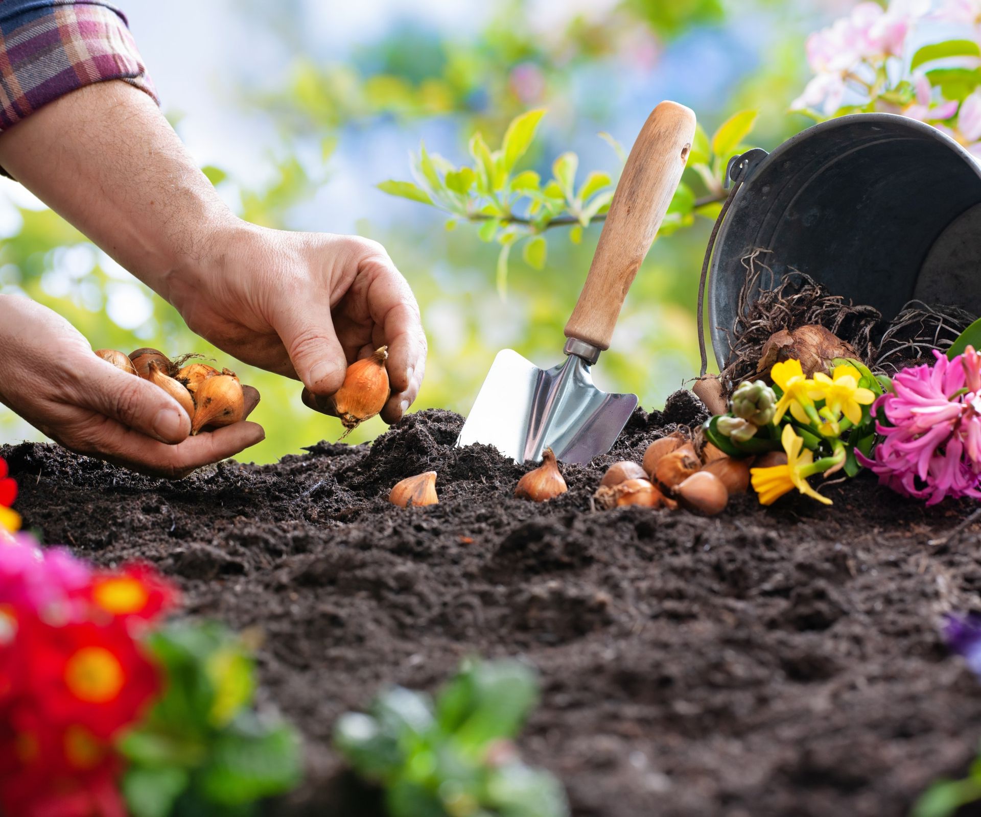 Best spring bulbs to plant in fall 13 for a top display Homes & Gardens