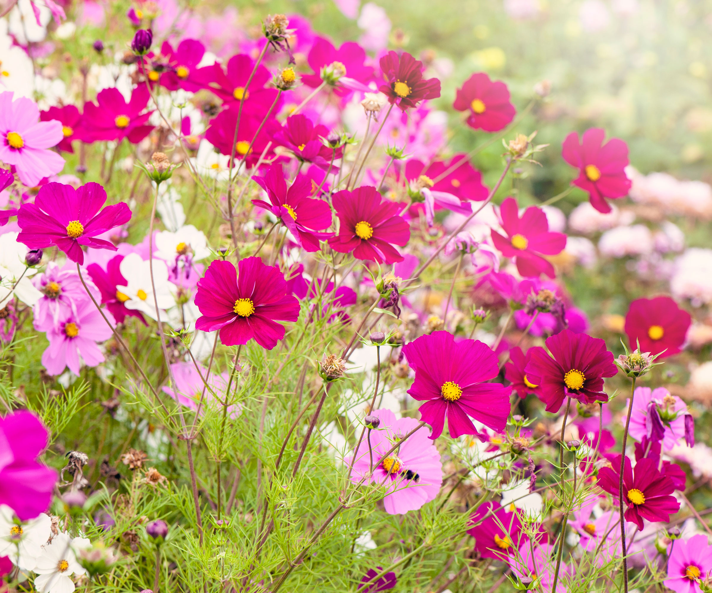 cosmos plants in bright mixed pink and white planting