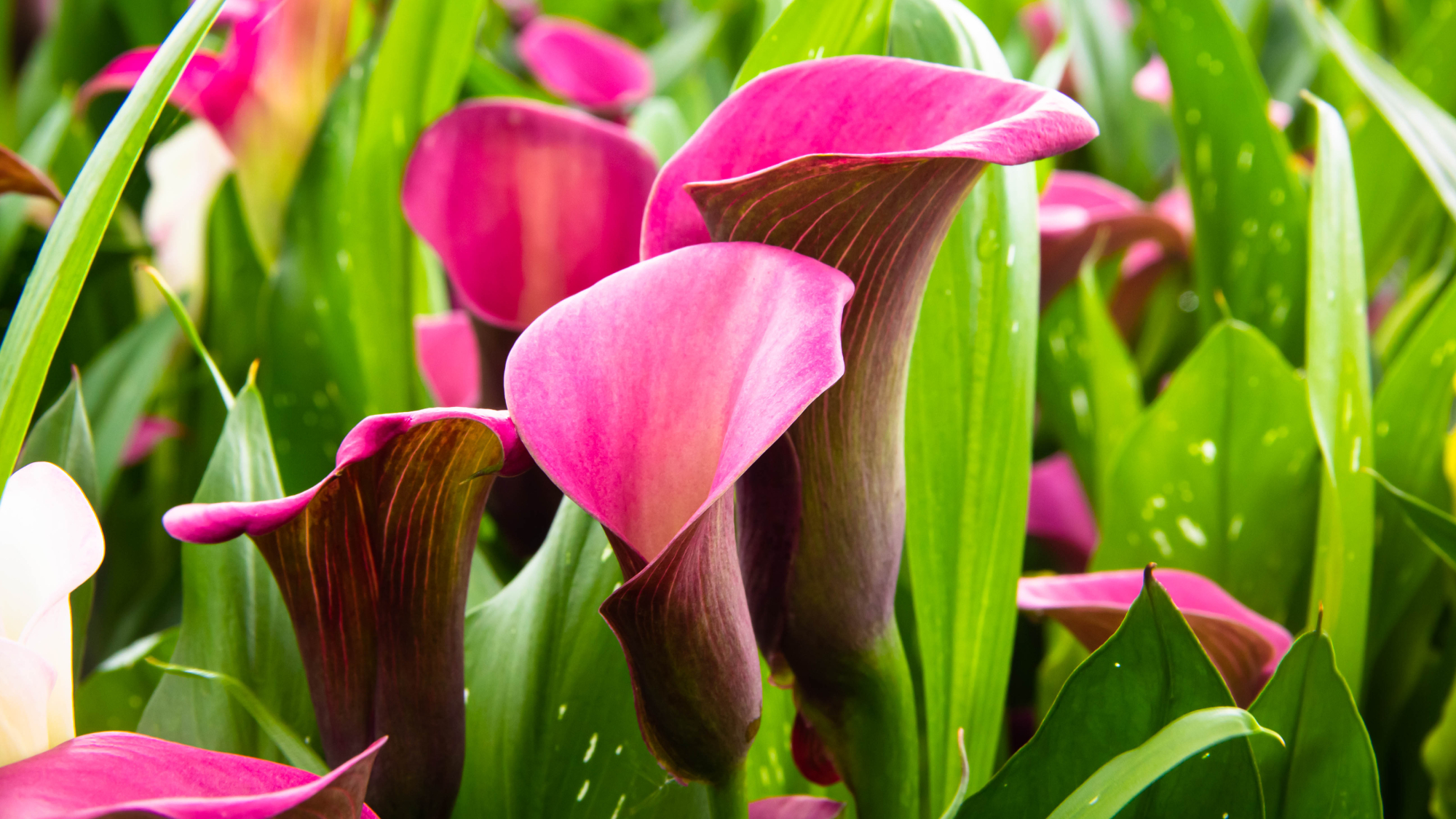 pink calla lily flowers