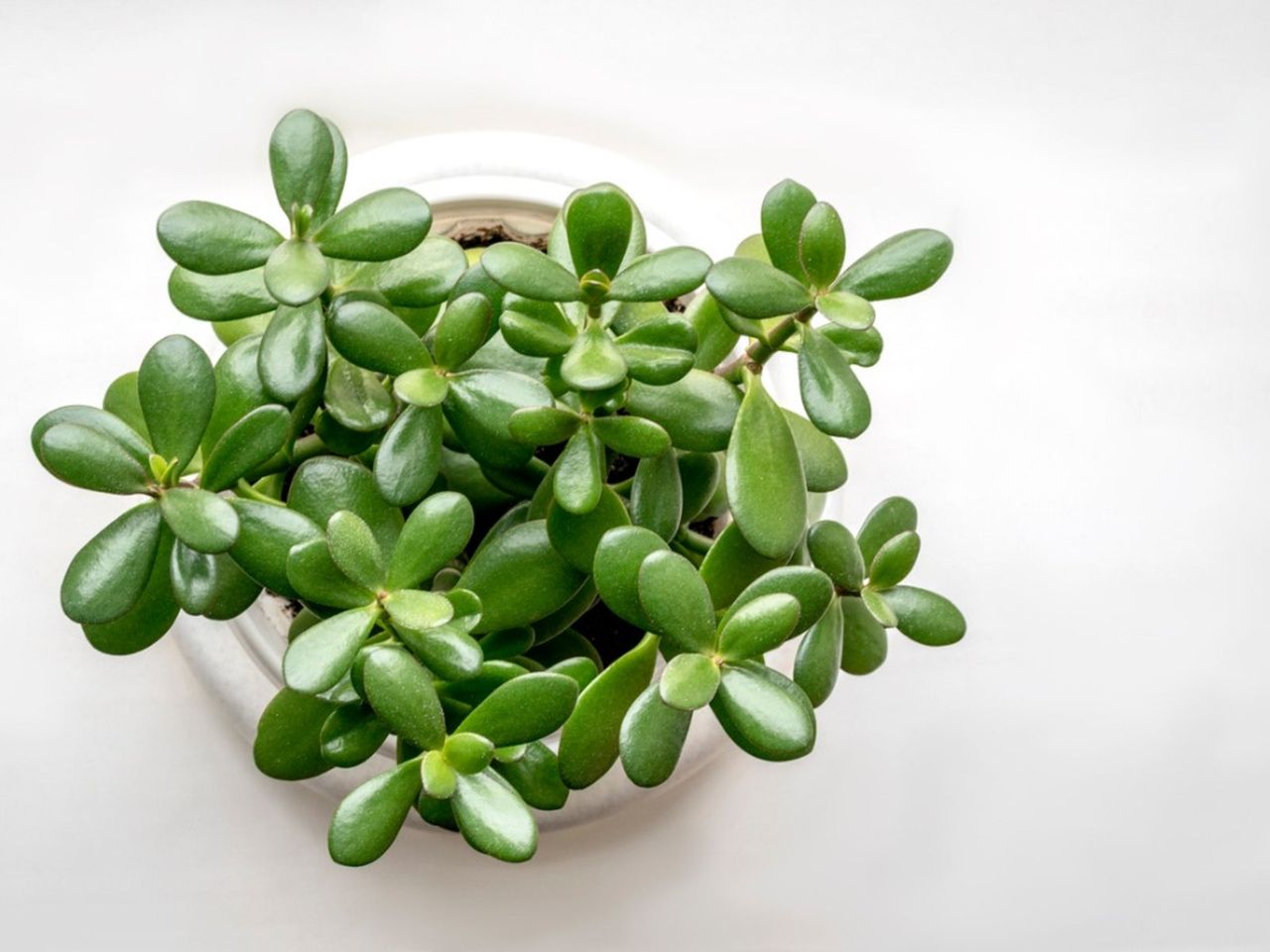 Potted Jade Plant