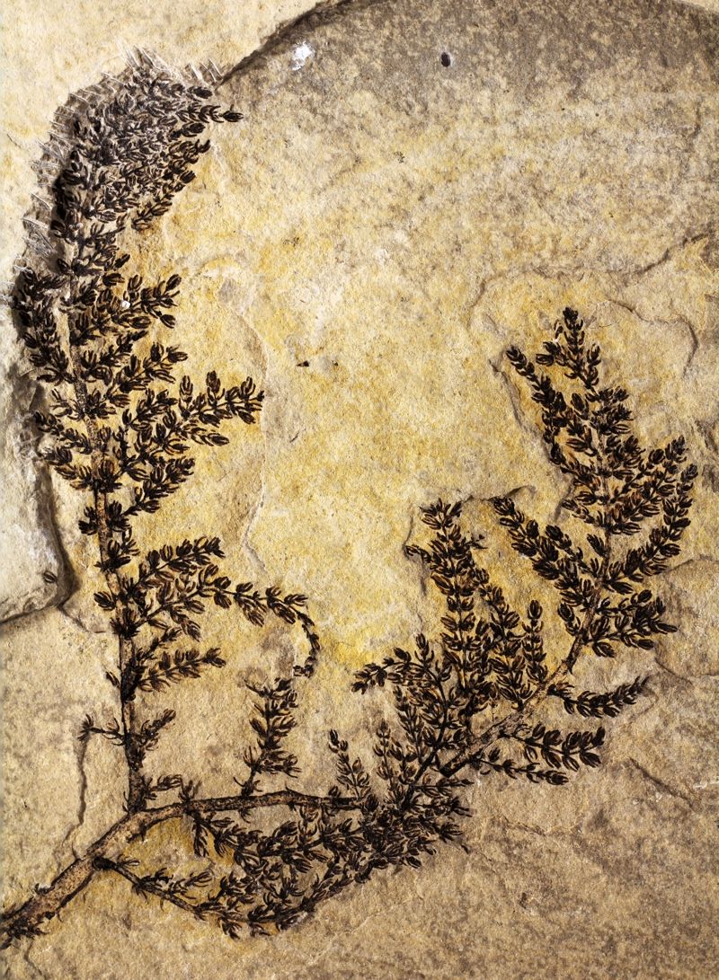 The intact fossil of the aquatic plant &lt;em&gt;Montsechia vidalii&lt;/em&gt; that grew in freshwater lakes 125 million to 130 million years ago in what is now Spain.