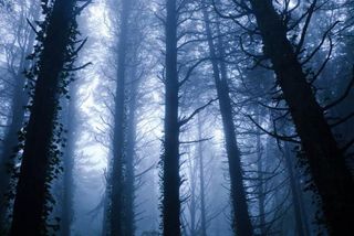 scary-forest-101026-02