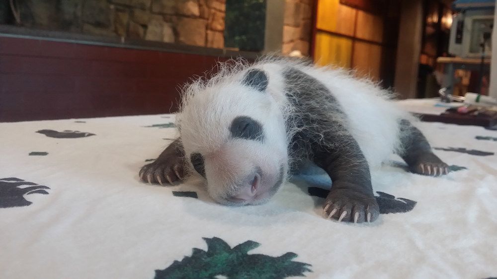 Check out those claws, pandas, bei bei