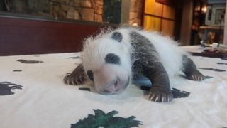 Check out those claws, pandas, bei bei