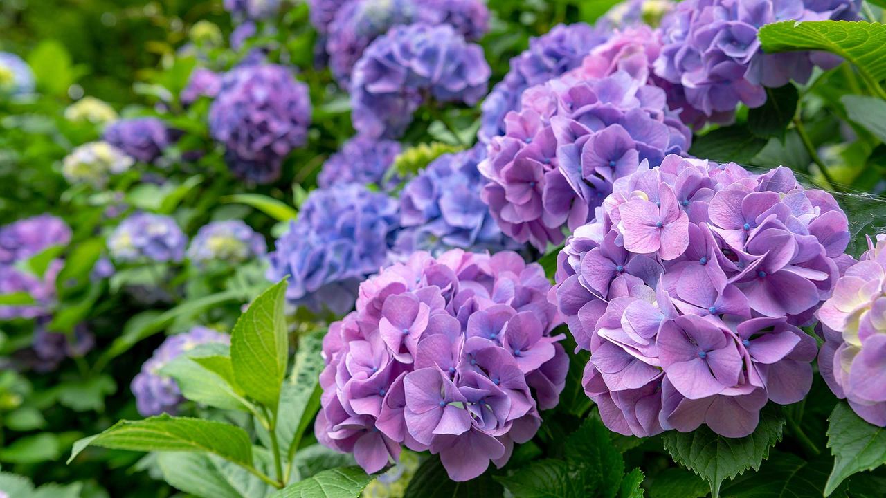 how to prune hydrangeas – purple and blue hydrangeas growing