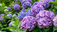 how to prune hydrangeas – purple and blue hydrangeas growing