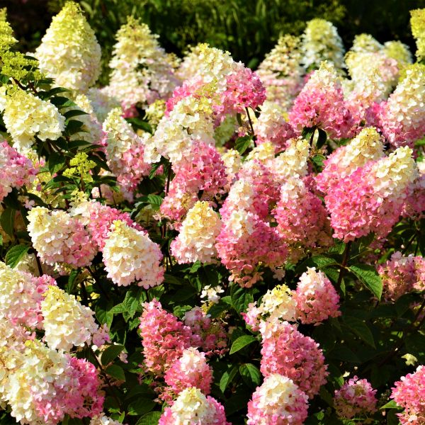 Strawberry Sundae&amp;reg; Panicle Hydrangea