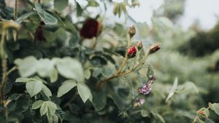 picture of rose buds growing on rose bush