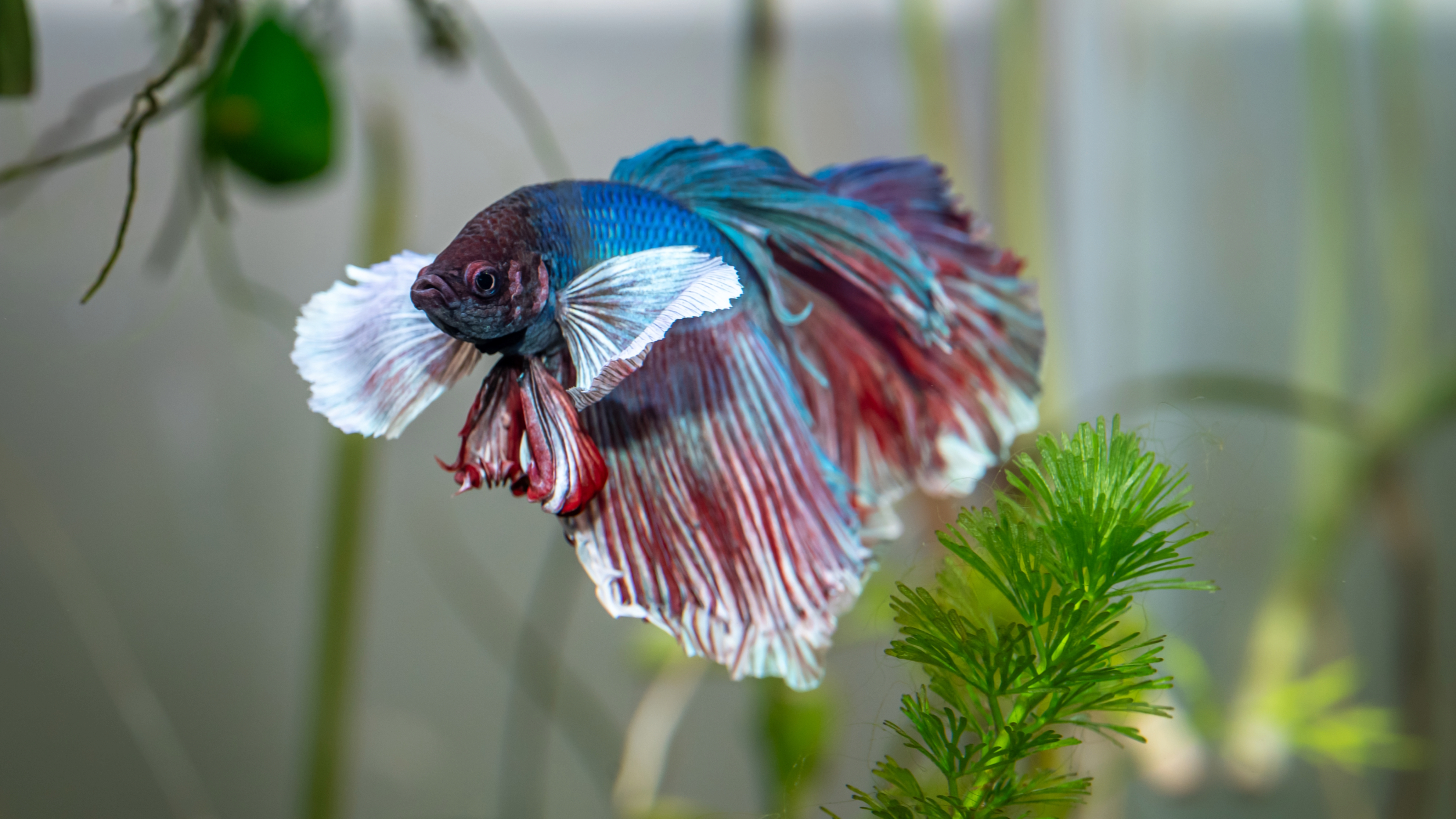 Betta Fish