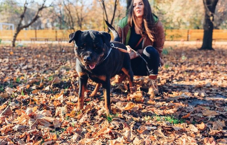 A woman with a rottweiler in the woods