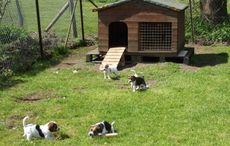 beagle-pups.jpg