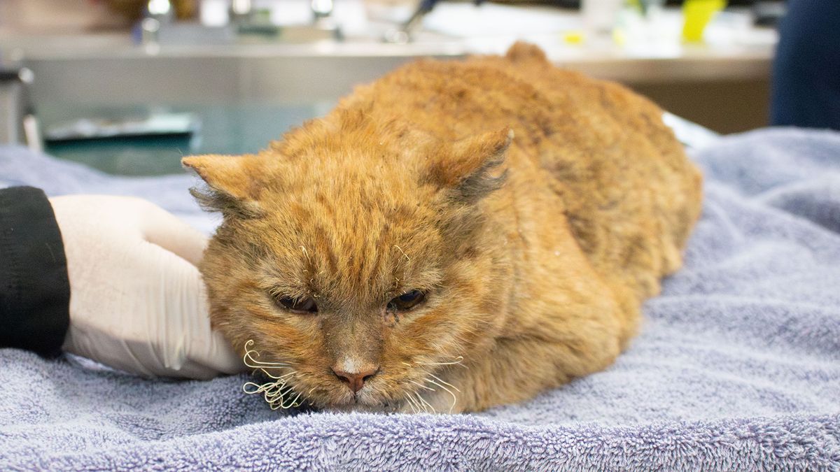 Cat with burns receiving treatment at vets