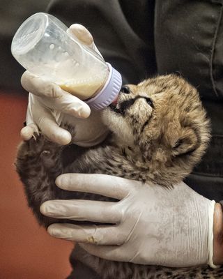 One of the cheetah cubs at 17 days old being bottle-fed.