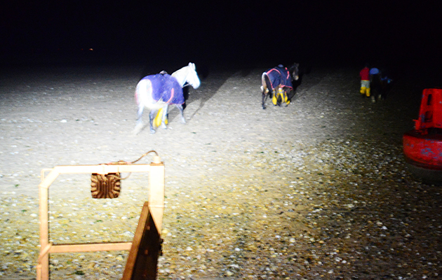 horse rescue 1