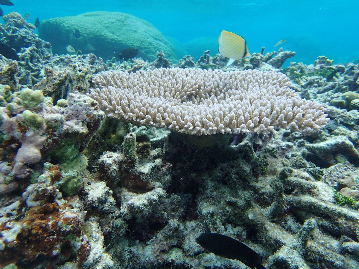 An image of corals