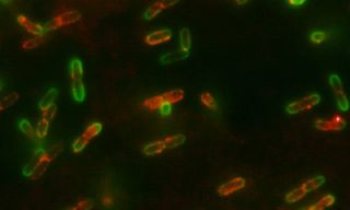 AcrA proteins (red) bind to the outer membranes of E.coli (green).