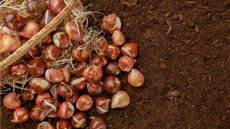 Bulbs in a wicker basket on bare soil