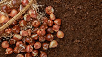 Bulbs in a wicker basket on bare soil