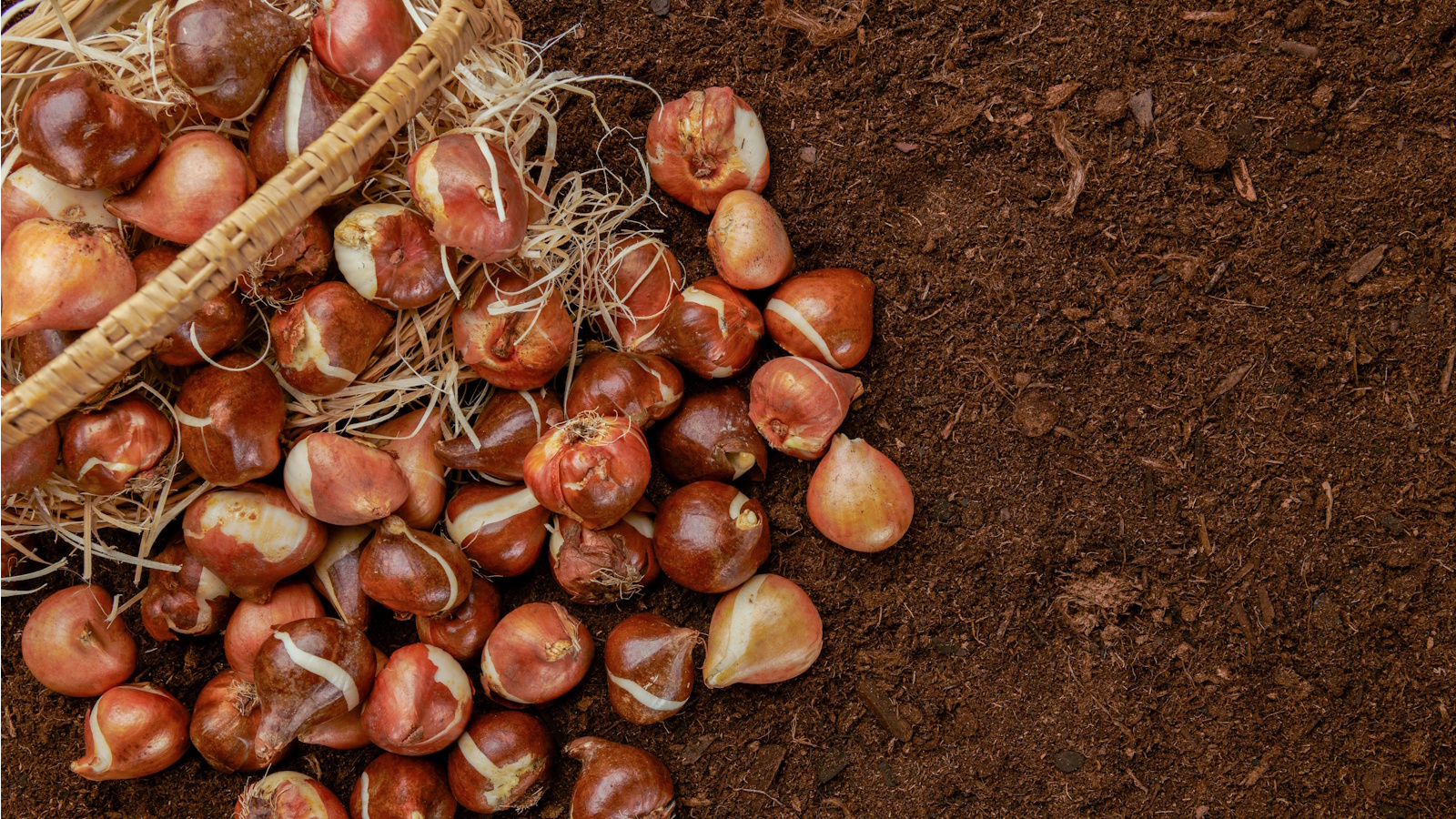 Bulbs in a wicker basket on bare soil