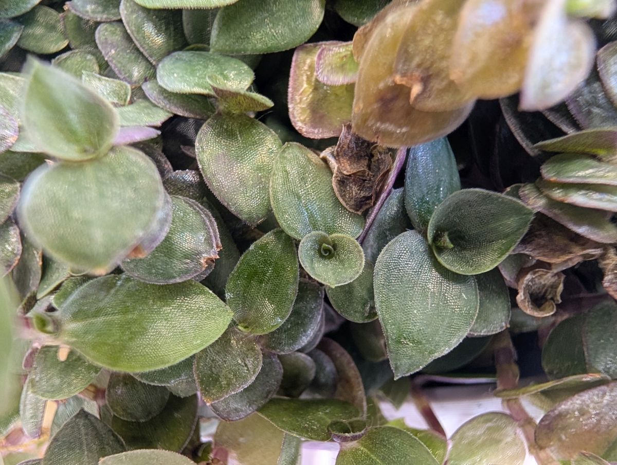 Google Pixel 9 Pro XL macro sample.