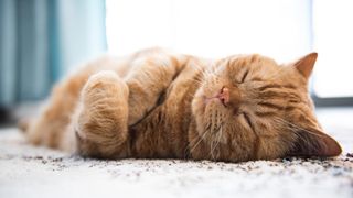 Ginger cat asleep on carpet