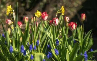 A planter with daffodils, tulips and muscari