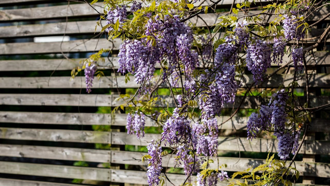 Wisteria on a fence