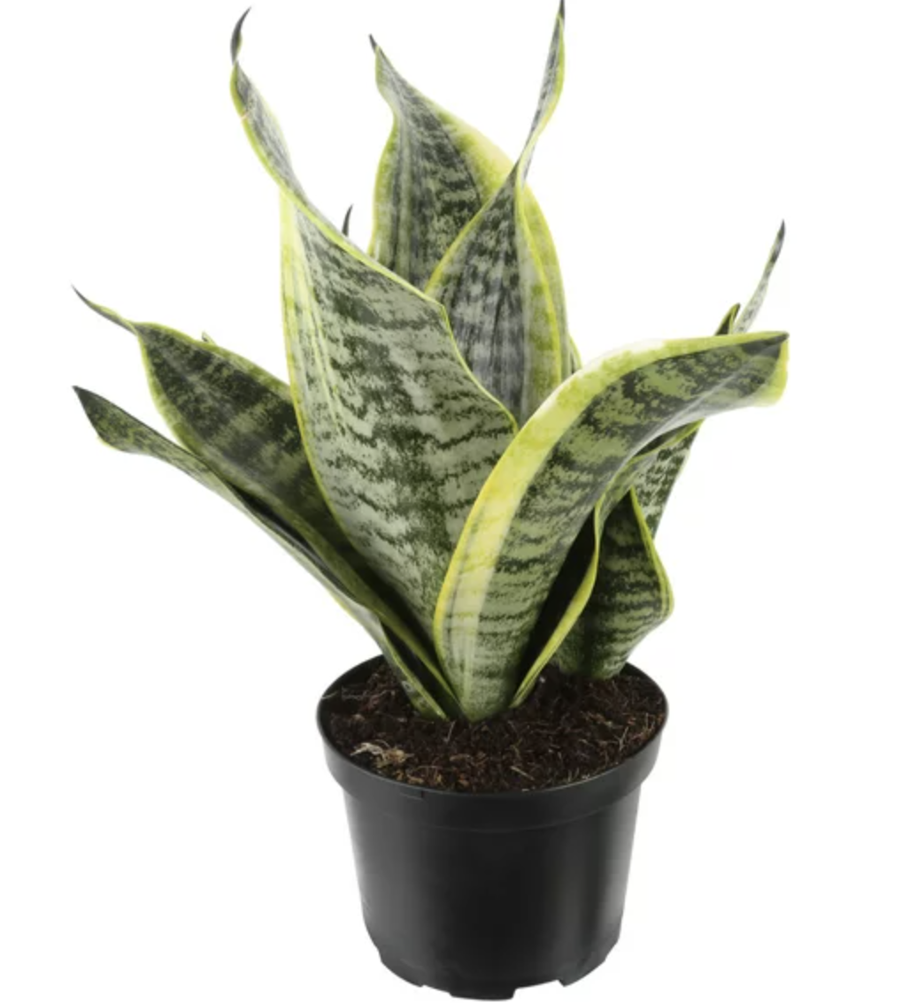 snake plant
