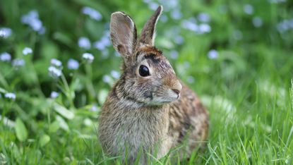 How to keep rabbits out of your garden or yard: close-up of rabbit