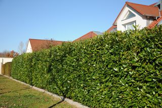 Cherry laurel privacy hedge