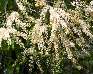 blossom of the Portuguese Laurel tree