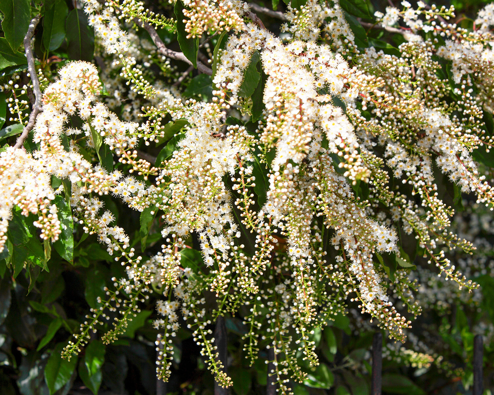 blossom of the Portuguese Laurel tree,