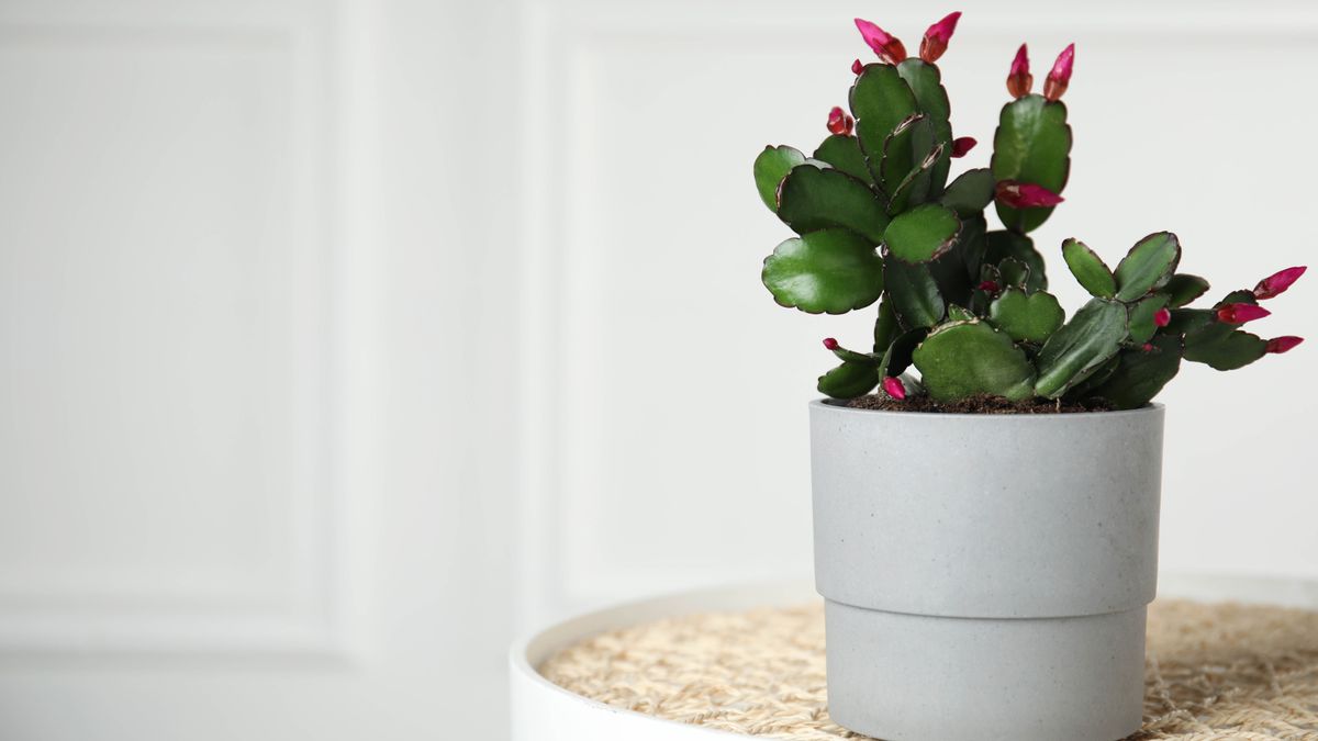 How to care for a Christmas cactus and keep it alive | Tom's Guide