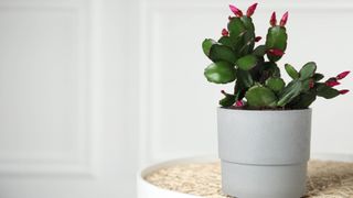 A Christmas cactus in a pot on a table with buds