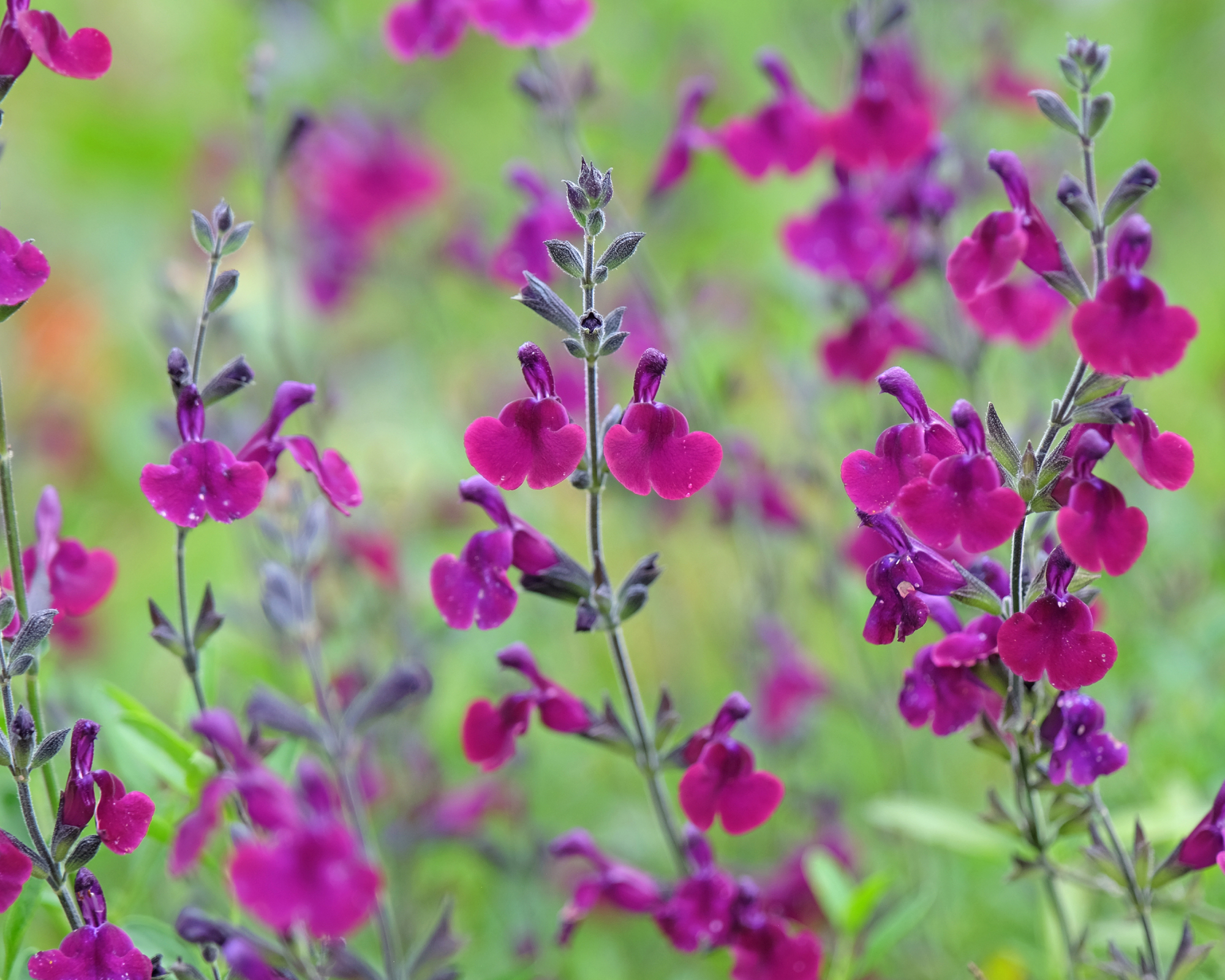 Deep purple Salvia sage Nachtvlinder in flower.