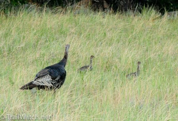 Forest rangers had to clear a family of turkeys off the race course
