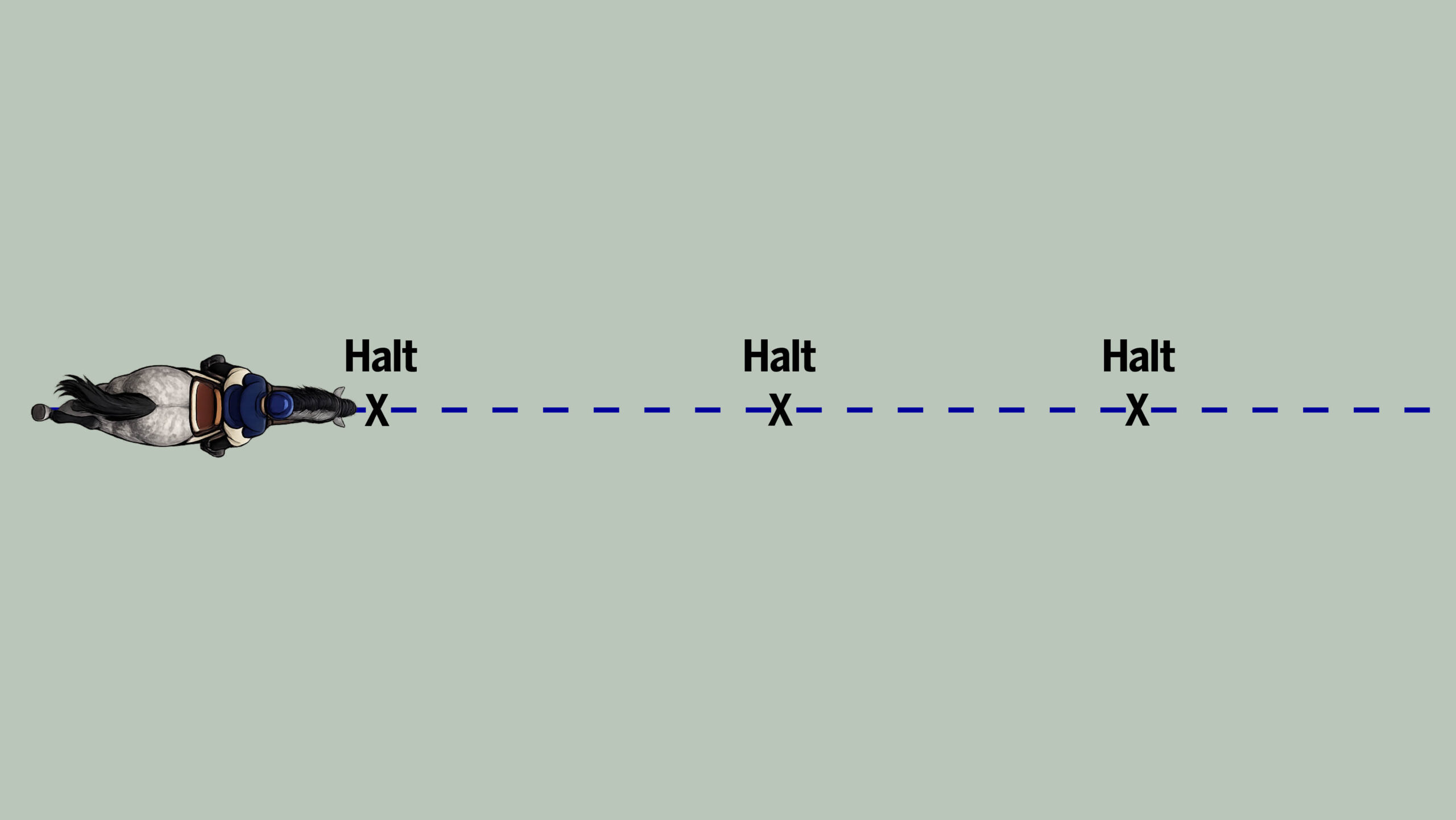 Diagram of exercise for horse practising walk and halt.