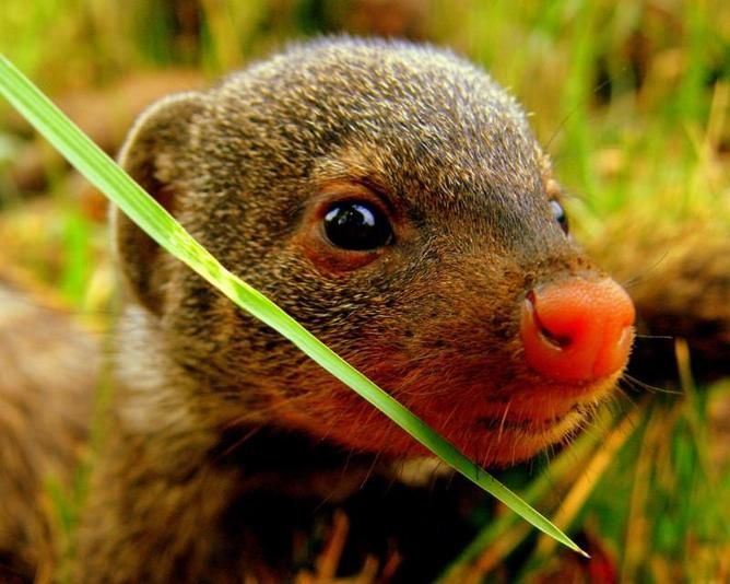 Mongoose pup, parenting, stress