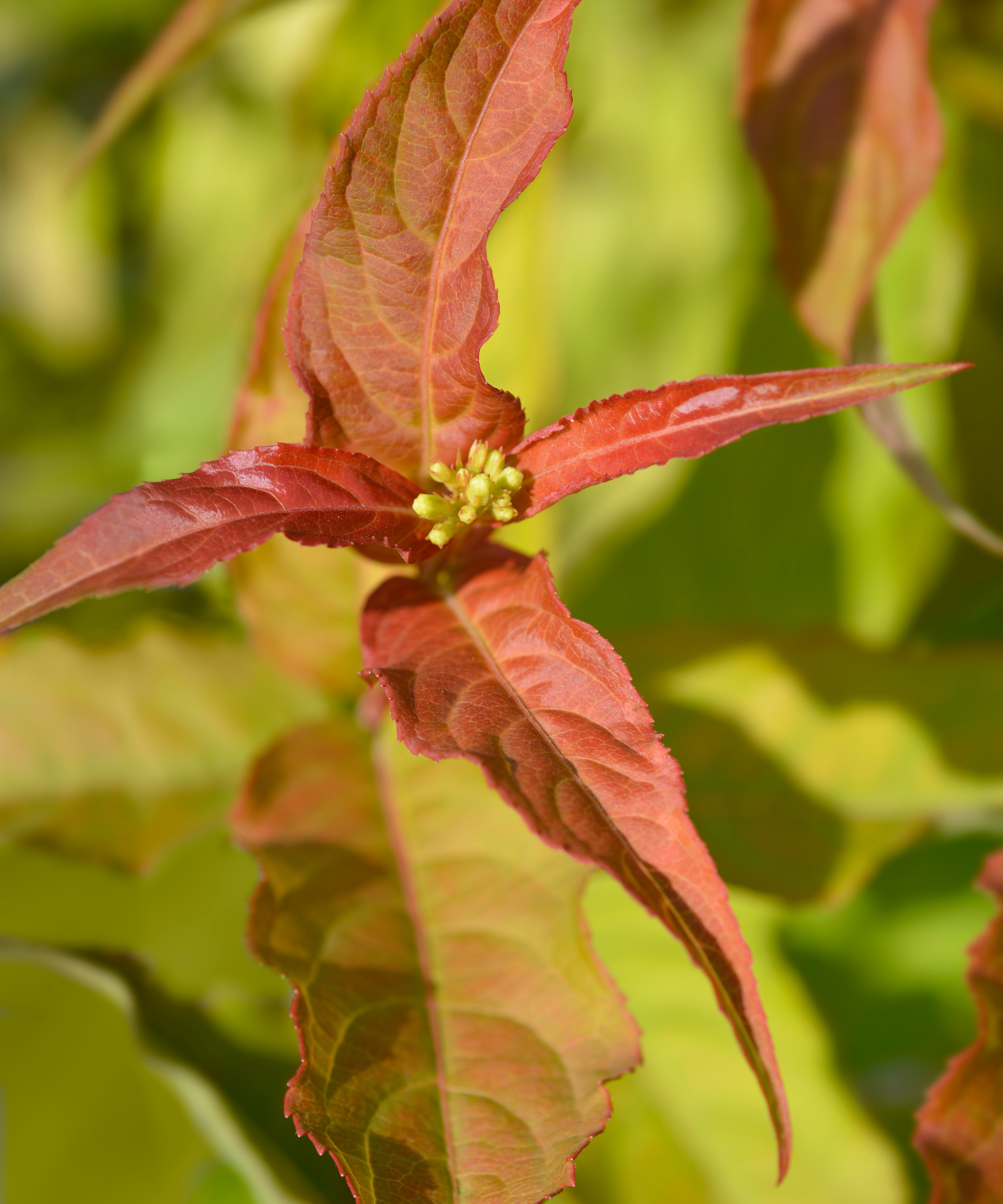 Bush Honeysuckle leaves and flower buds Diervilla Kodiak