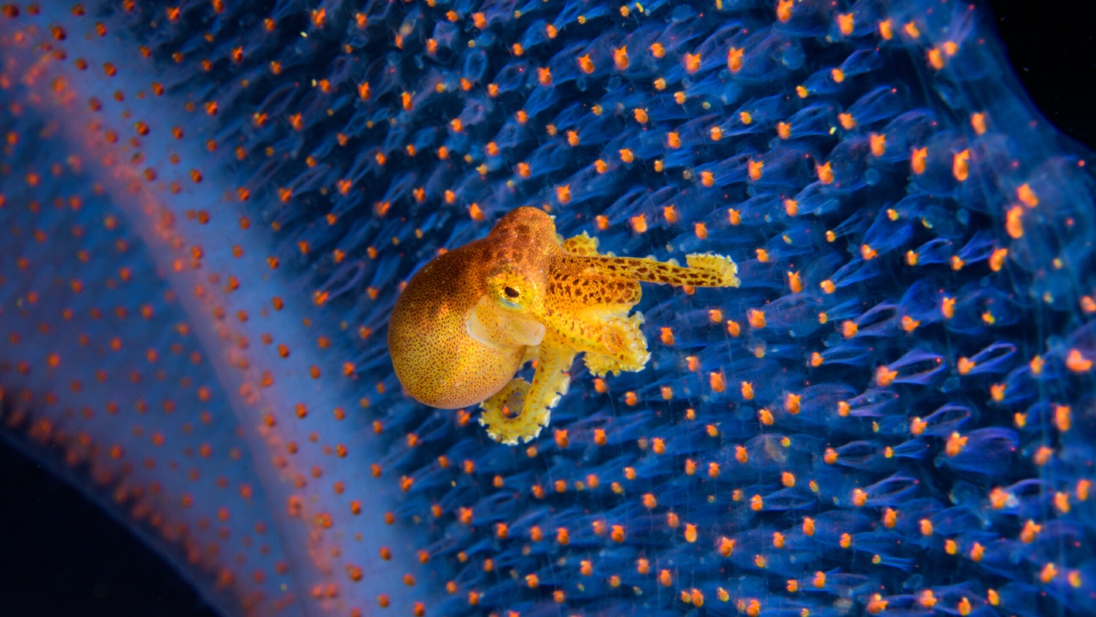 Um pequeno polvo laranja sentado em uma criatura de aparência alienígena das profundezas do mar