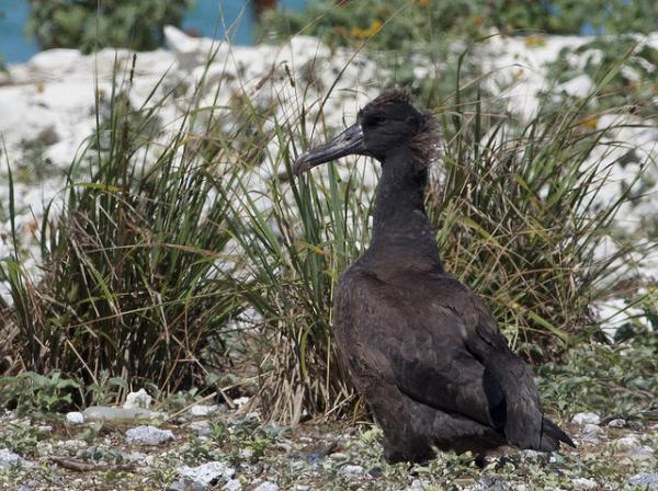 The young albatross on banding day.