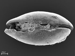 soft tissue fossil of ostracod