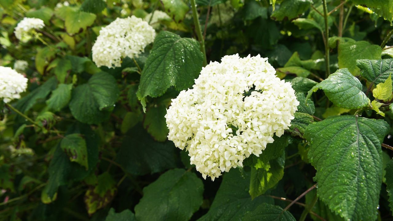 White Annabelle hydrangea blooms on green foliage