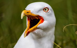 Large herring gulls are a common sight in coastal urban areas in the United Kingdom.