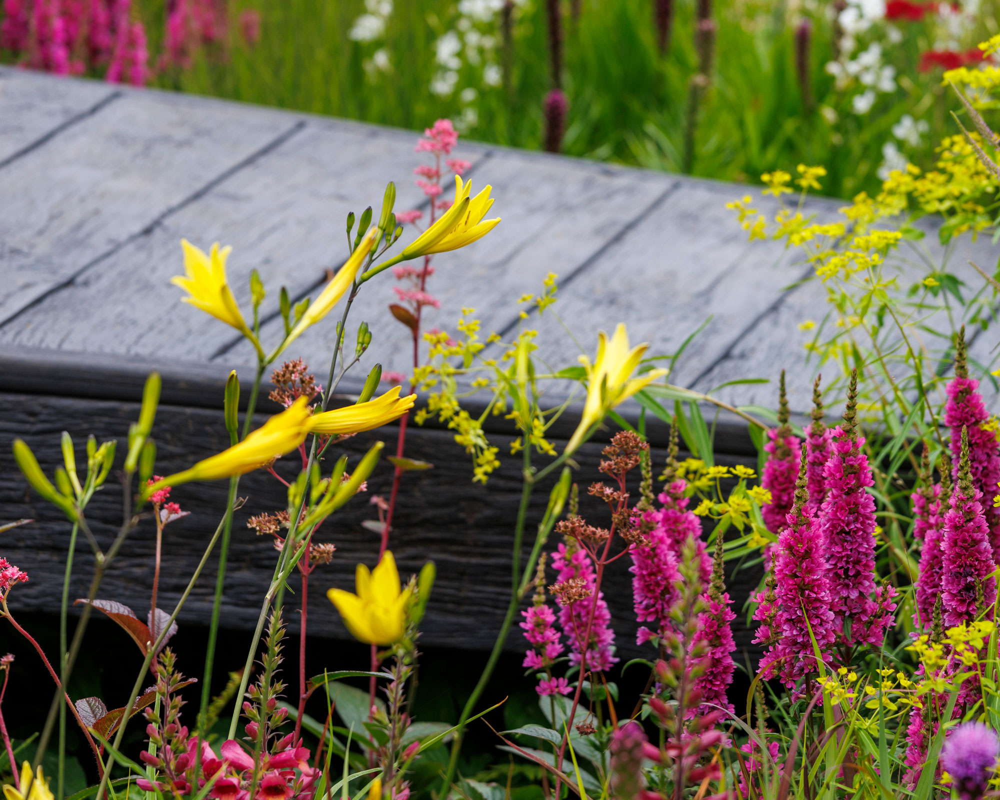 bright yellow and pink flowers planted alongside a wooden decking path